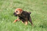 BORDER TERRIER 139